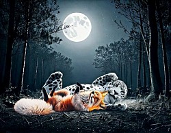 White Jaguar & Red Fox